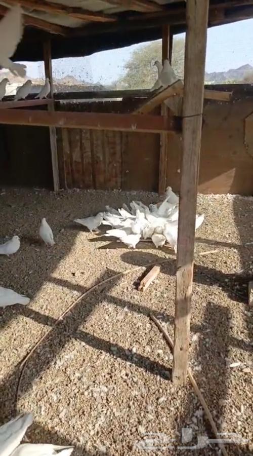 حمام فرنسي انتاج وصحه شرط فوق 45 زوج عندي مقطع فيديو واتس64381026587139111