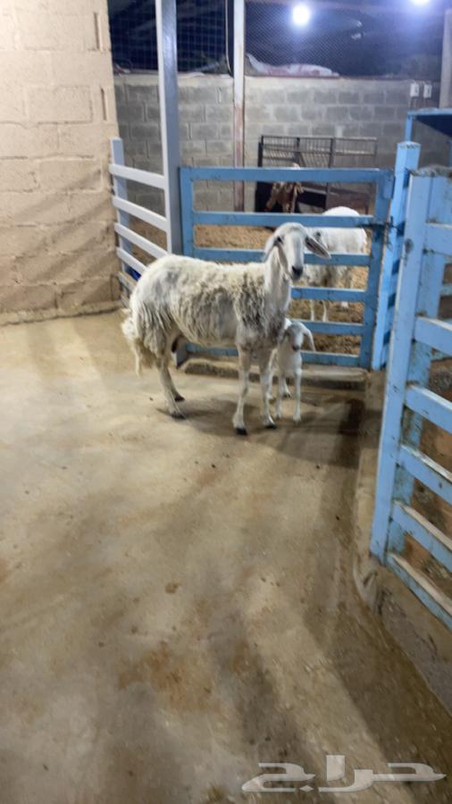 Freedom Follow64389322407937111