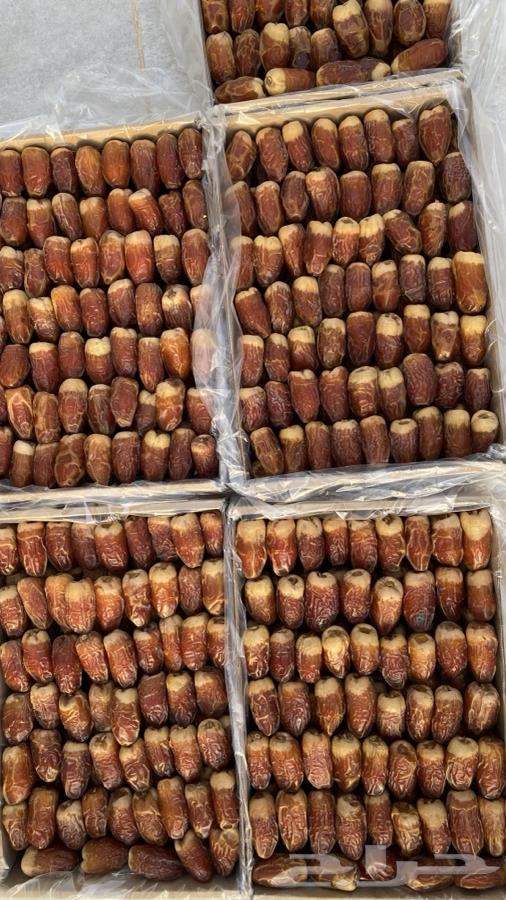 Tamr Saqei64387201817858111