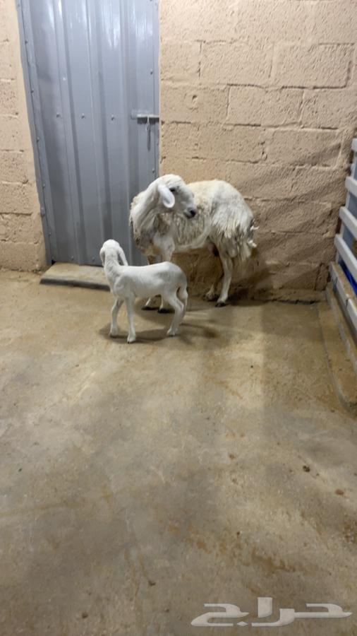 Freedom Follow64389322407937112