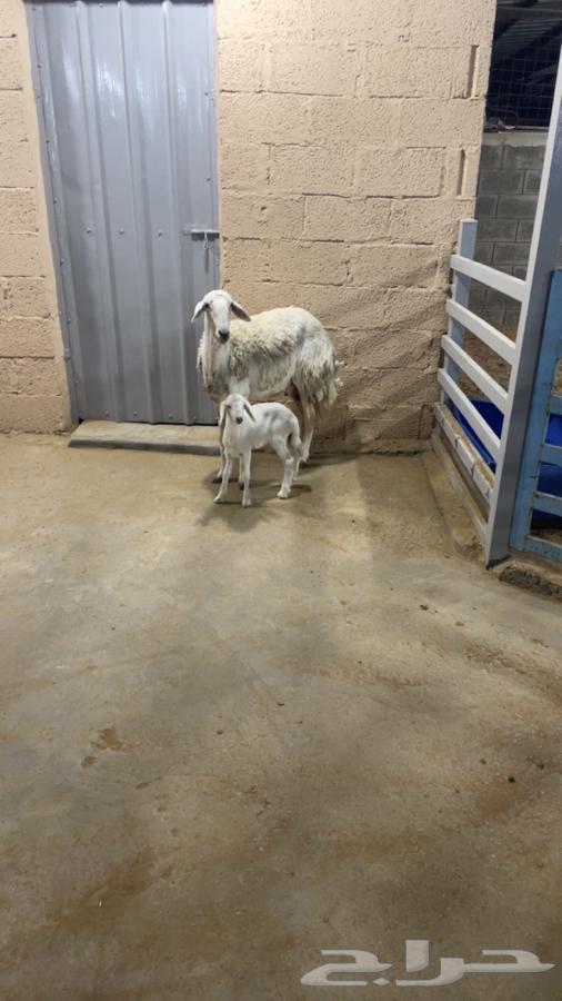 Freedom Follow64389322407937114