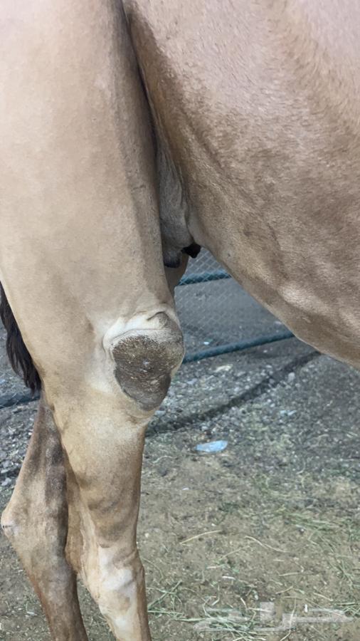 ملاقي عمانيه64389280308737112