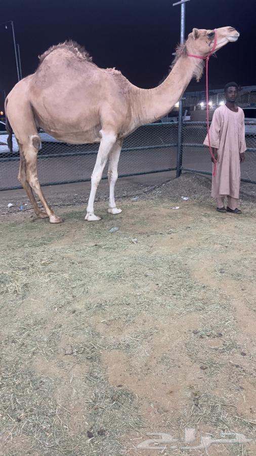 ملاقي عمانيه64389280308737110