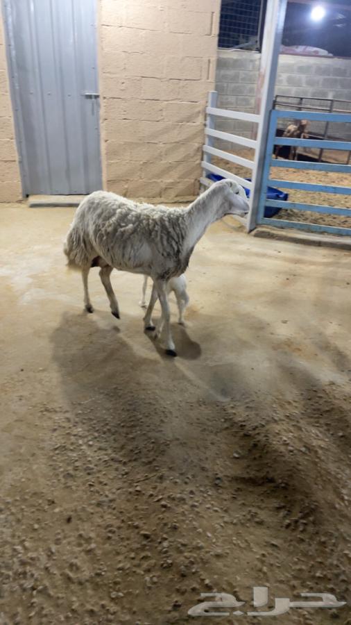 Freedom Follow64389322407937110