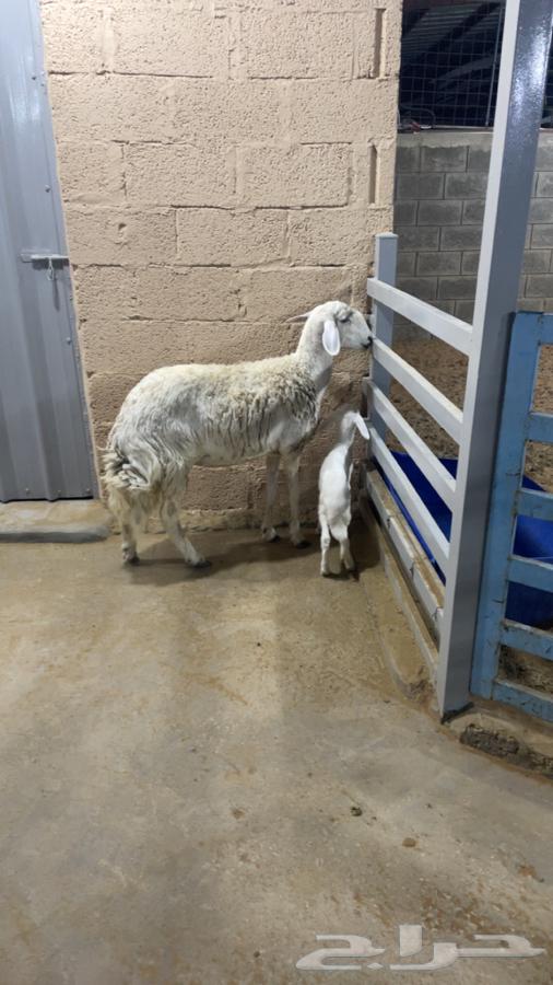 Freedom Follow64389322407937113