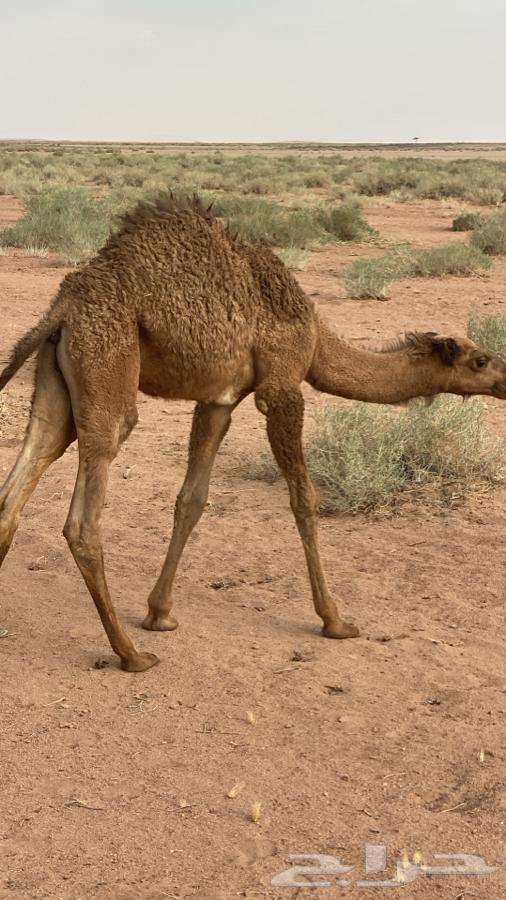 لبيع حوار لباني عمره حول 3 شهور64391892966019111