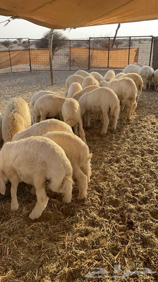 بهم حري للبيع 47 راس64383636621314111