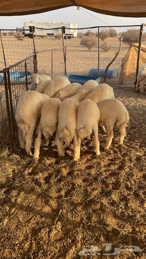 بهم حري للبيع 47 راس64383636621314110