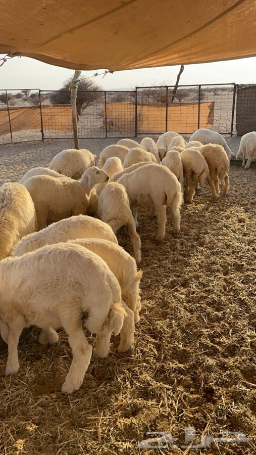 بهم حري للبيع 47 راس64383636621314114