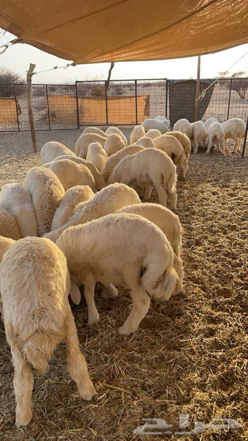 بهم حري للبيع 47 راس64383636621314113