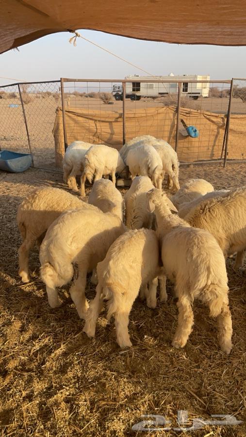 بهم حري للبيع 47 راس64383636621314112