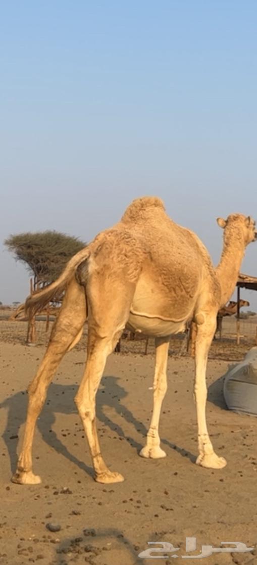 آبل 3وحده خلفه وثنتين مبيوعه عيلها64382638026243110