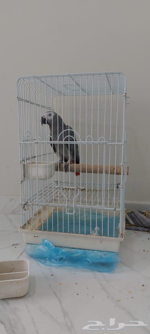 Locally Produced Casco64390375005827112