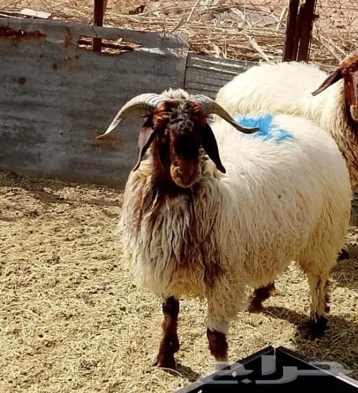 طليان للبيع64382031772675111