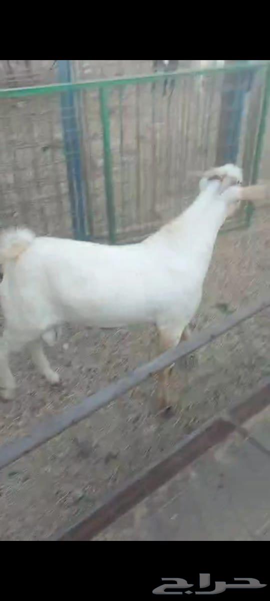 تيس للبيع64382418597761110