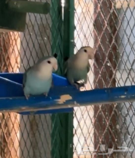 Falcon of the day, productive male, condition pending64383816270211110