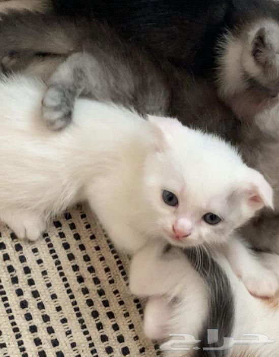 قطط للبيع64389364278659112