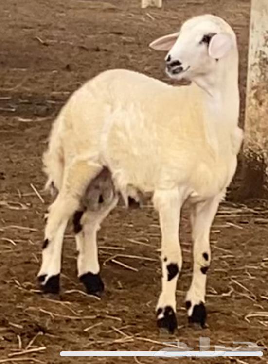 خروف للبيع64381123275265113