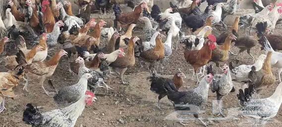 دجاج بلدي وفيومي للبيع64380652910979111