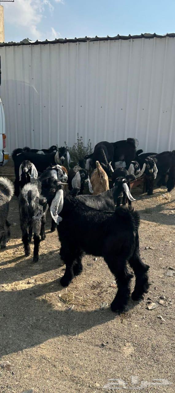 Abu Saeed Al-Shahrani's Slaughters64384409873026114