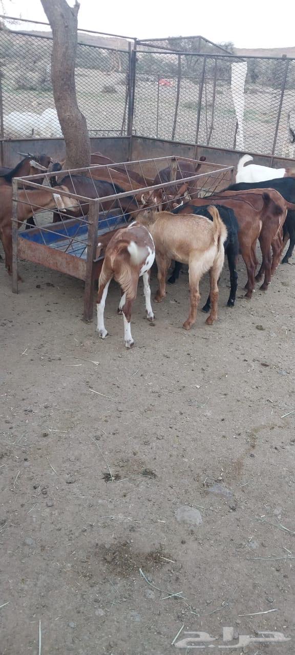 للبيع عدد 20تيس مخصى العمر من 5شهور الى 6 الموقع خارف بلسمر64389100408707112