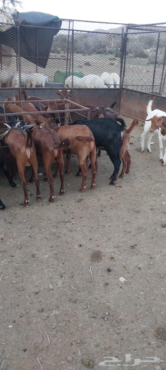 للبيع عدد 20تيس مخصى العمر من 5شهور الى 6 الموقع خارف بلسمر64389100408707114