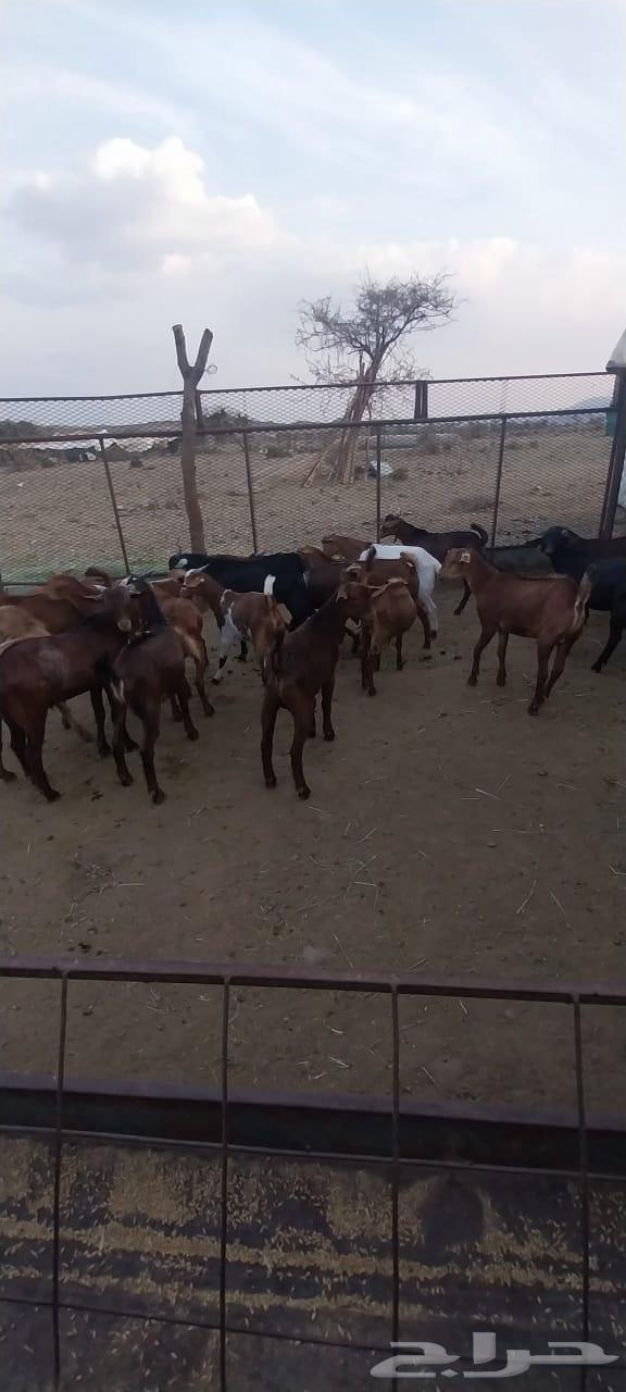 للبيع عدد 20تيس مخصى العمر من 5شهور الى 6 الموقع خارف بلسمر64389100408707110