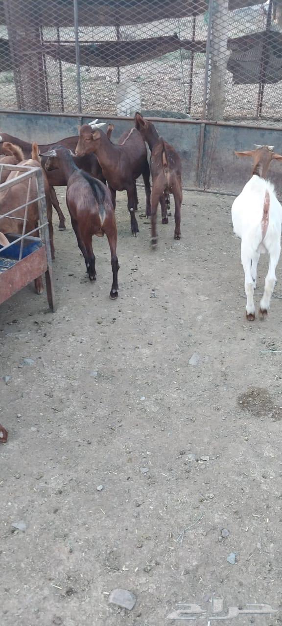 للبيع عدد 20تيس مخصى العمر من 5شهور الى 6 الموقع خارف بلسمر64389100408707113