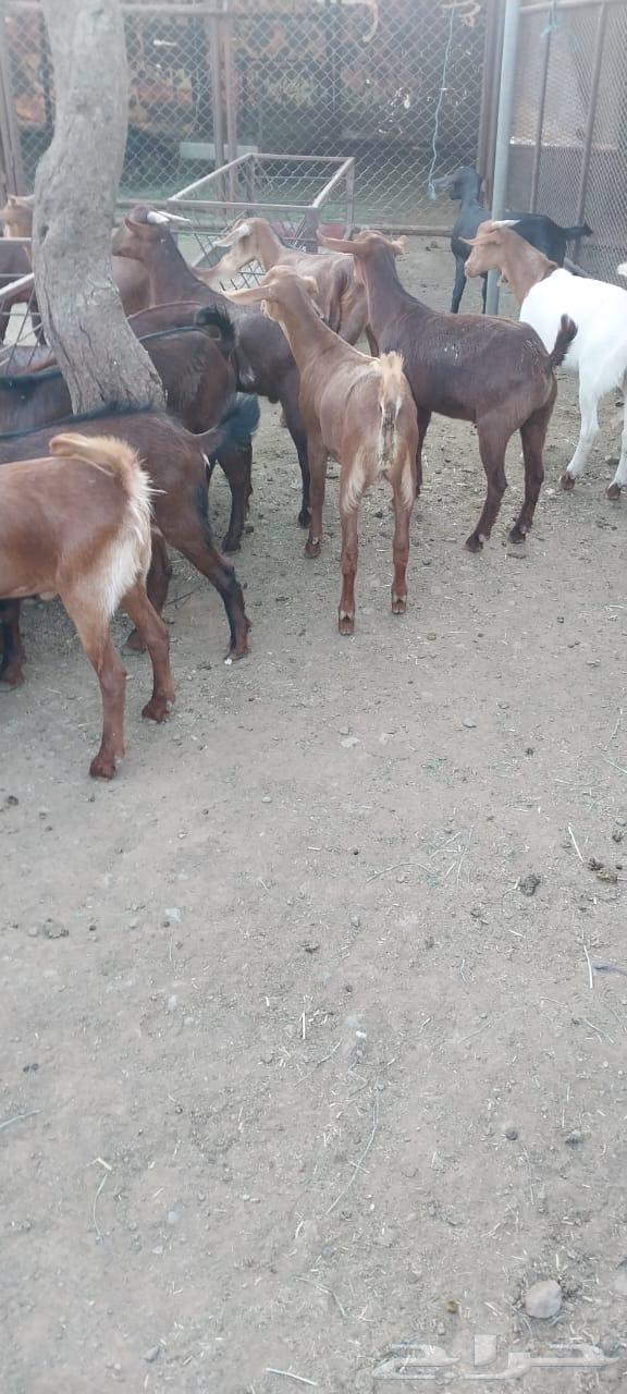 للبيع عدد 20تيس مخصى العمر من 5شهور الى 6 الموقع خارف بلسمر64389100408707111