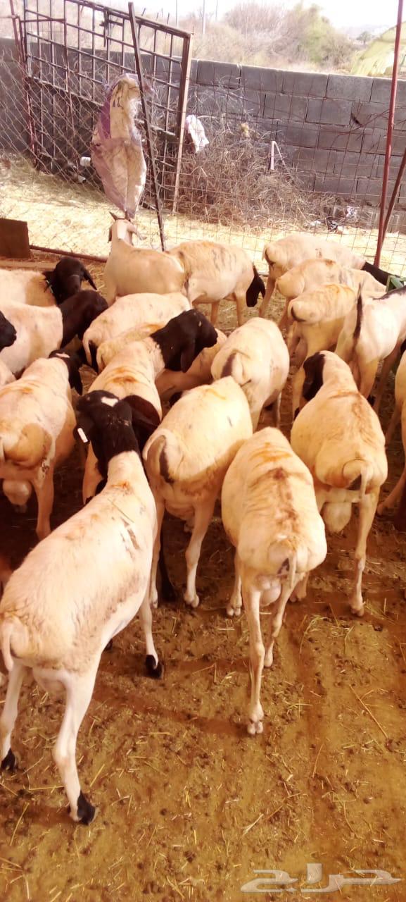 بربري صومالي تربيه 500 ريال64378310314115114