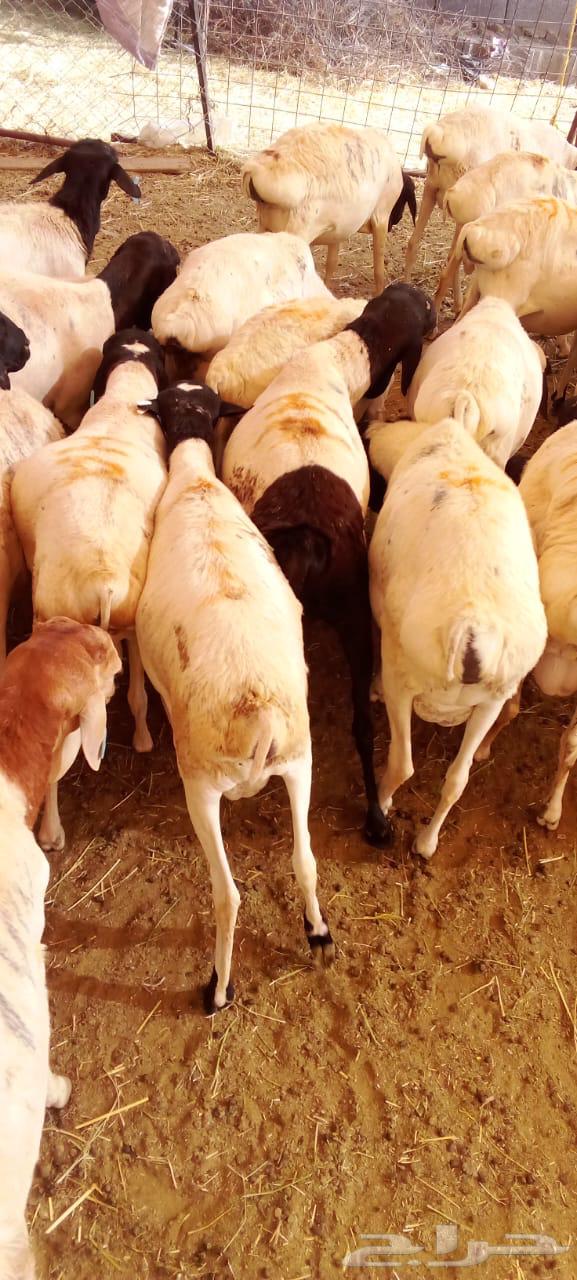 بربري صومالي تربيه 500 ريال64378310314115113