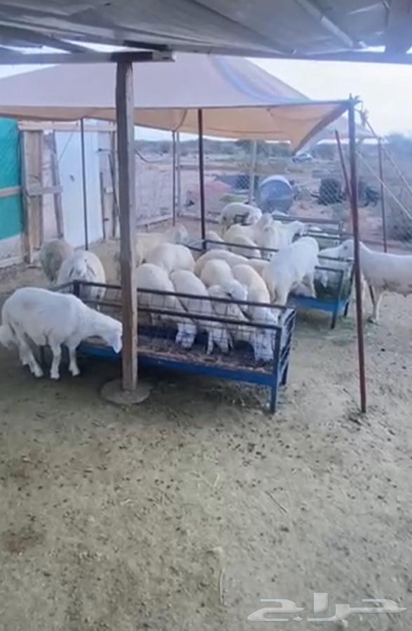 بهم للبيع.64380521628675111