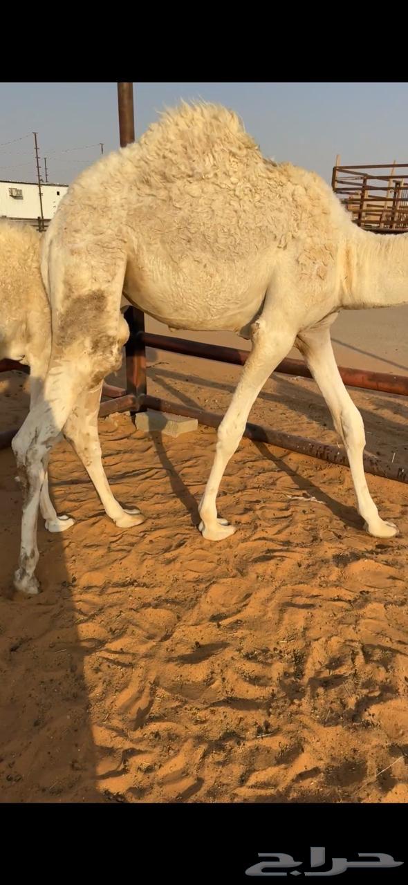 قعود للبيع الموقع الطوقي64388245525122111