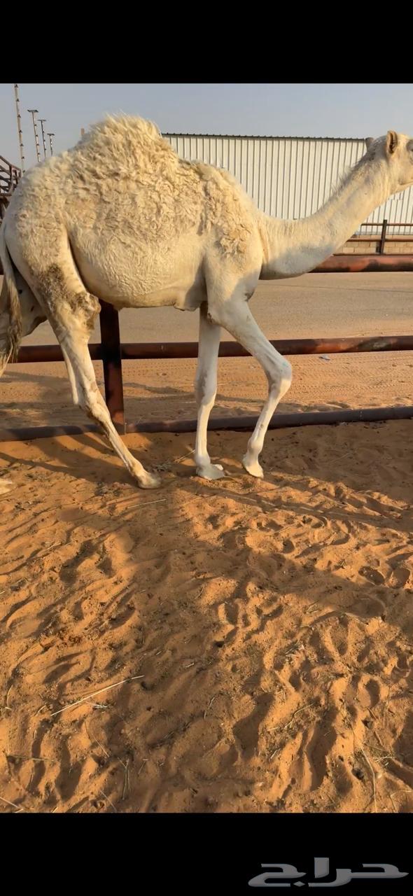 قعود للبيع الموقع الطوقي64388245525122112