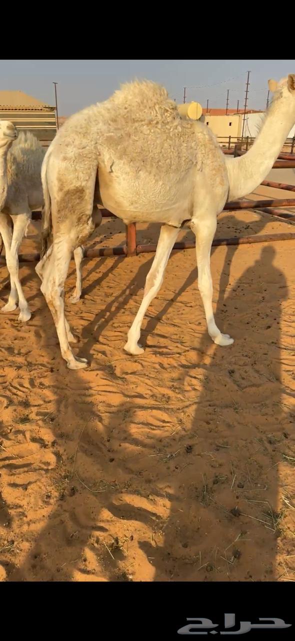 قعود للبيع الموقع الطوقي64388245525122110