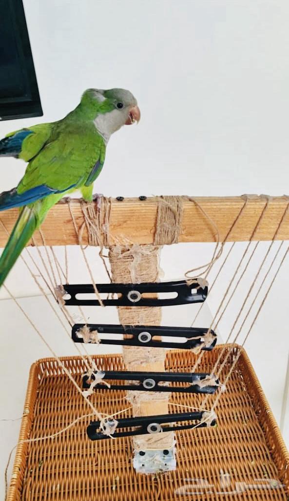 ببغاء كويكر للبيع64381205119107110