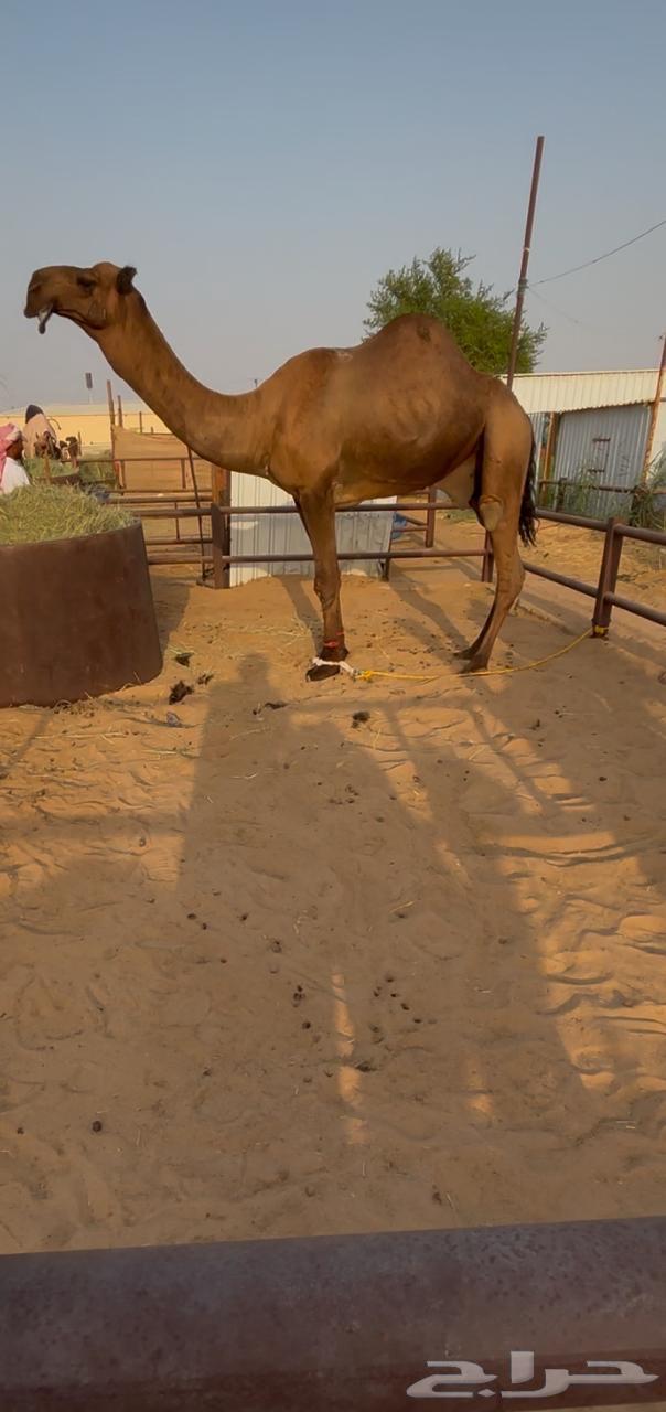 بعير كفو من ركاب ابن قروش ولد ابوعظم ولد الوافي64388935887746110