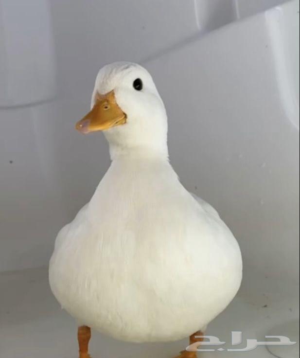بط للبيع نظيف خالي من الامراض64392429555074110