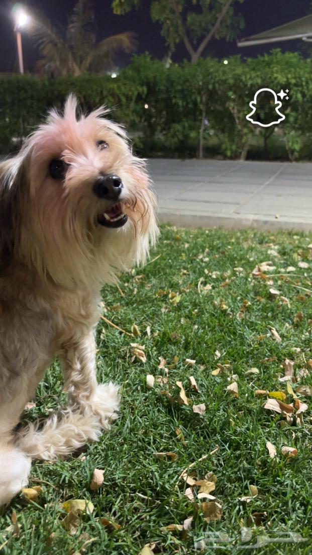 كلب مالتيزر للبيع جده64391357670913111