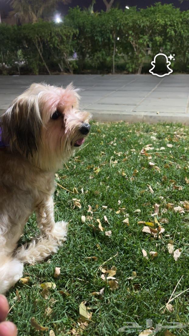 كلب مالتيزر للبيع جده64391357670913110