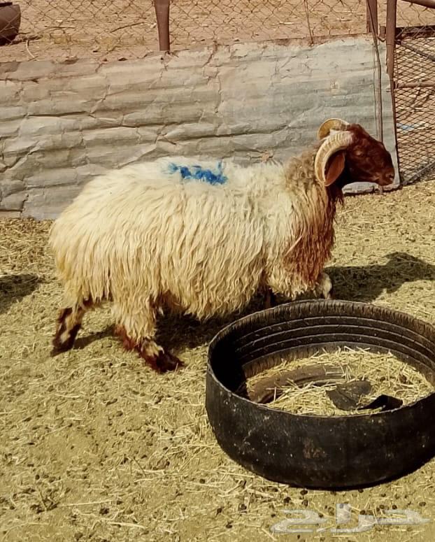 طليان للبيع64382031772675110