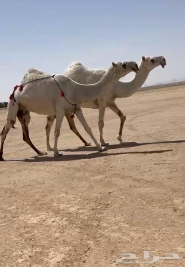 للبيع64382459767425110