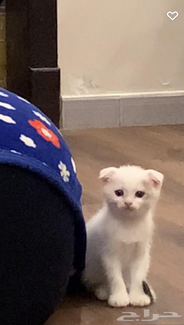 قطط للبيع64389364278659113
