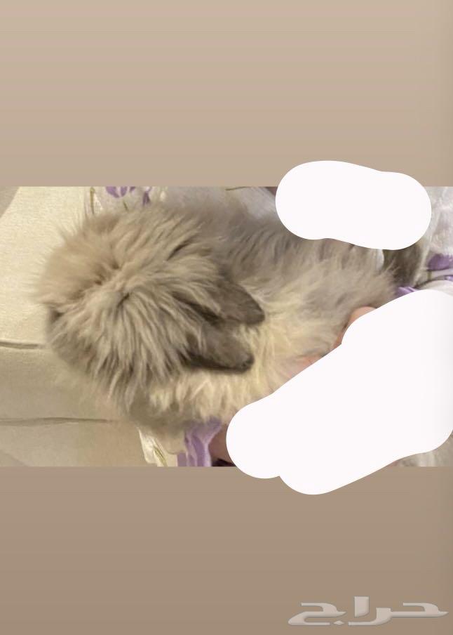 ارنب لانقورا العمر شهرين اليف وبصحة ممتازة64390692353666111