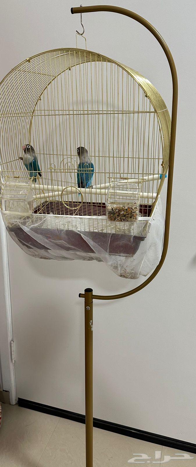 طيور فيش (جوز)64392128049025112