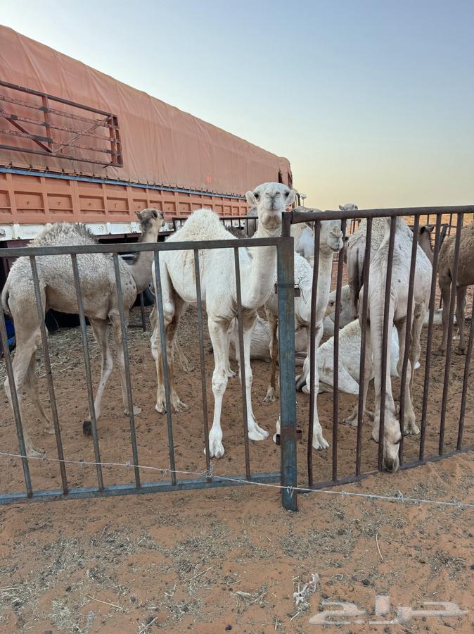 قعدان للبيع64386347064195110