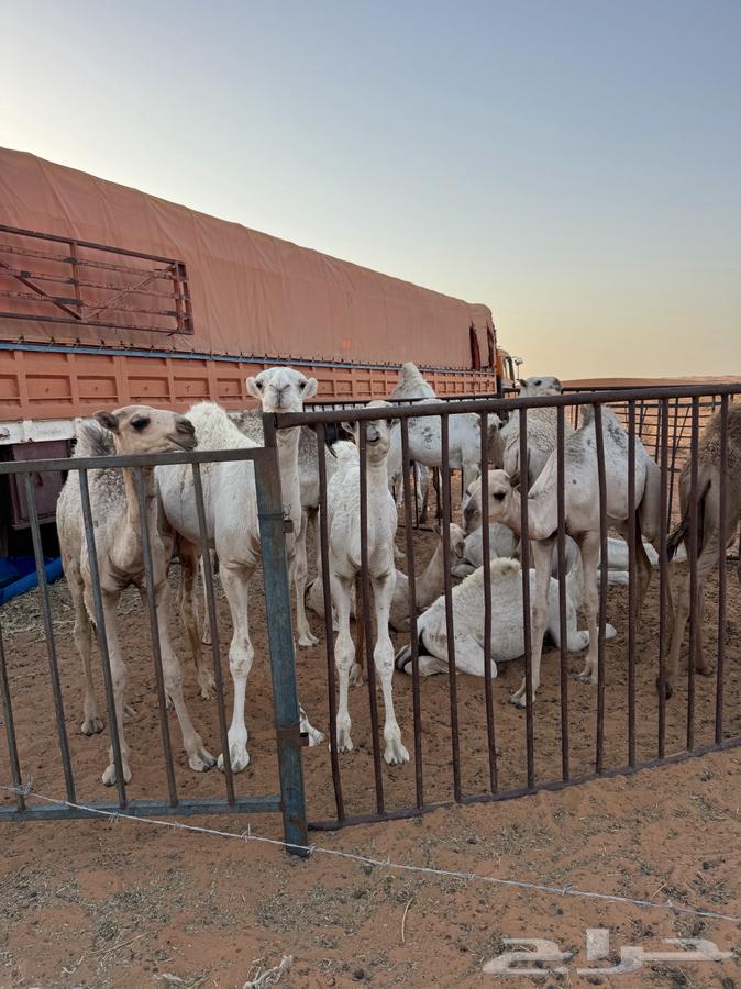 قعدان للبيع64386347064195111