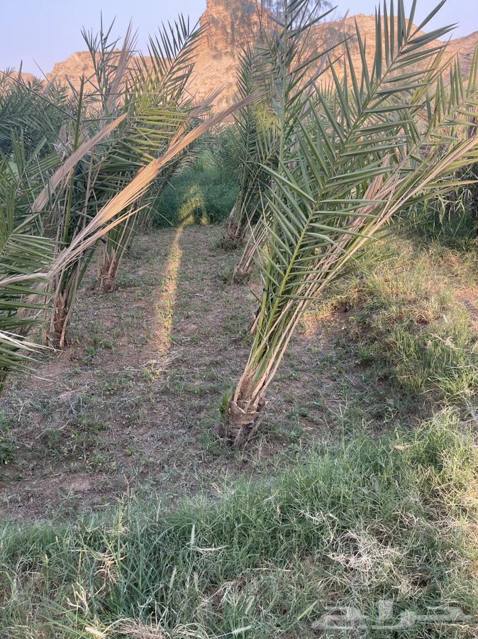 نقايل صقعي64385369942531110