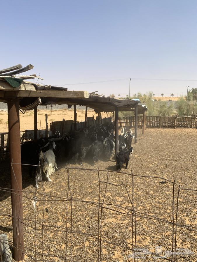 معزا مراح للبيع (50راس ) الحد950 البيع مستعجل64381219050881112