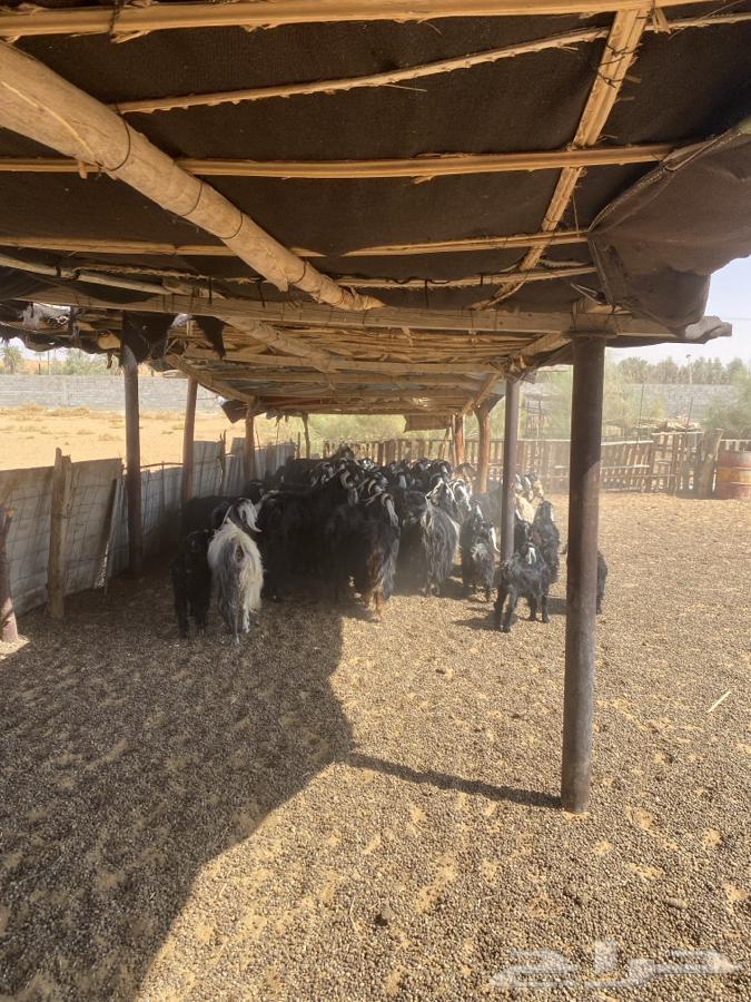 معزا مراح للبيع (50راس ) الحد950 البيع مستعجل64381219050881114